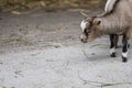 Cute tiny young goat kid eating some herbs on a farmhouse