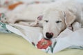 A cute and tired dog is sleeping on the bed. White borzoi, russian greyhound puppy Royalty Free Stock Photo