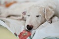 A cute and tired dog is sleeping on the bed. White borzoi, russian greyhound puppy Royalty Free Stock Photo