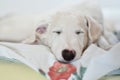 A cute and tired dog is sleeping on the bed. White borzoi, russian greyhound puppy Royalty Free Stock Photo