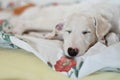 A cute and tired dog is sleeping on the bed. White borzoi, russian greyhound puppy Royalty Free Stock Photo