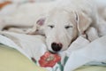 A cute and tired dog is sleeping on the bed. White borzoi, russian greyhound puppy Royalty Free Stock Photo