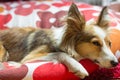 Cute Tired Dog tries to Sleep Royalty Free Stock Photo