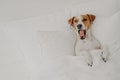 Cute tired jack russell terrier dog yawns sleeps in comfortable bed, relaxes under white blanket, enjoys relaxation at home, keeps Royalty Free Stock Photo