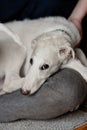 A cute and tired puppy lying in woman\'s lap and trying to sleep. Playful and cute white borzoi Russian greyhound dog Royalty Free Stock Photo