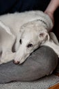 A cute and tired puppy lying in woman\'s lap and trying to sleep. Playful and cute white borzoi Russian greyhound dog Royalty Free Stock Photo