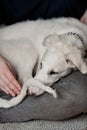 A cute and tired puppy lying in woman's lap and trying to sleep. Playful and cute white borzoi Russian greyhound dog Royalty Free Stock Photo