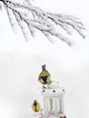 Cute titmouse birds on a decorative lantern against the background of a winter park.