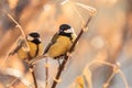 Two great tits perching on thin bush branches Royalty Free Stock Photo