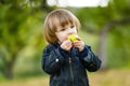 Cute toddler boy eating an apple in apple tree orchard in summer day. Child picking fruits in a garden. Fresh healthy food for Royalty Free Stock Photo