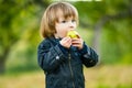 Cute toddler boy eating an apple in apple tree orchard in summer day. Child picking fruits in a garden. Fresh healthy food for Royalty Free Stock Photo