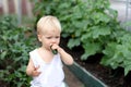 Cute toddler boy eating cucumber in a greenhouse. Cucumber bed on a background. Eco farming and healthy eating concept Royalty Free Stock Photo