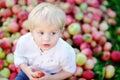 Cute toddler boy eating ripe apple in garden Royalty Free Stock Photo