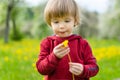 Cute toddler boy having fun in blossoming apple orchard on warm spring day. Active little boy picking flowers in city park Royalty Free Stock Photo