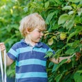 Cute toddler boy having fun with picking berries on raspberry Royalty Free Stock Photo