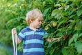 Cute toddler boy having fun with picking berries on raspberry fa Royalty Free Stock Photo