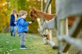 Cute toddler boy looking at an alpaca at a farm zoo on autumn day. Children feeding a llama on an animal farm. Kids at a petting