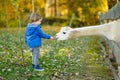 Cute toddler boy looking at an alpaca at a farm zoo on autumn day. Children feeding a llama on an animal farm. Kids at a petting