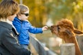 Cute toddler boy looking at an alpaca at a farm zoo on autumn day. Children feeding a llama on an animal farm. Kids at a petting