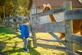 Cute toddler boy looking at an alpaca at a farm zoo on autumn day. Children feeding a llama on an animal farm. Kids at a petting