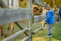 Cute toddler boy looking at an alpaca at a farm zoo on autumn day. Children feeding a llama on an animal farm. Kids at a petting