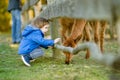 Cute toddler boy looking at an alpaca at a farm zoo on autumn day. Children feeding a llama on an animal farm. Kids at a petting Royalty Free Stock Photo