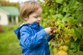 Cute toddler boy picking fresh berries on organic raspberry farm on warm autumn day. Harvesting fresh berries on fall day Royalty Free Stock Photo