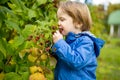 Cute toddler boy picking fresh berries on organic raspberry farm on warm autumn day. Harvesting fresh berries on fall day Royalty Free Stock Photo