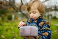 Cute toddler boy picking fresh berries on organic raspberry farm on warm autumn day. Harvesting fresh berries on fall day Royalty Free Stock Photo