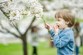 Cute toddler boy playing in blooming cherry tree garden on beautiful spring day. Adorable baby having fun outdoors Royalty Free Stock Photo