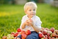 Cute toddler boy sitting on large heap of apples and eating ripe organic apple in home garden. Harvest. Child spending their Royalty Free Stock Photo