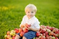 Cute toddler boy sitting on large heap of apples and eating ripe organic apple in home garden. Harvest. Child spending their Royalty Free Stock Photo