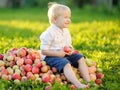 Cute toddler boy sitting on large heap of apples and eating ripe organic apple in home garden. Harvest. Child spending their Royalty Free Stock Photo