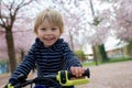 Cute toddler child, boy riding bike in pink blooming sacura garden