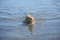 Cute Toller Puppy Dog Retrieving a Tennis Ball Royalty Free Stock Photo