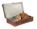 Cute tomcat in old brown suitcase