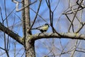 Cute tomtit sitting on a tree branch against a blue sky