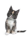 Cute tortie bicolor Maine Coon cat kitten, Isolated on white background. Royalty Free Stock Photo