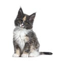 Cute tortie bicolor Maine Coon cat kitten, Isolated on white background. Royalty Free Stock Photo