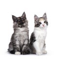 Maine Coon kittens on white background Royalty Free Stock Photo