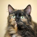 Cute tortie cat portrait Royalty Free Stock Photo