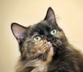 Cute tortie cat portrait Royalty Free Stock Photo