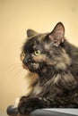 Cute tortie cat portrait Royalty Free Stock Photo