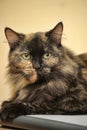 Cute tortie cat portrait Royalty Free Stock Photo