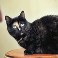 Cute tortie cat portrait Royalty Free Stock Photo