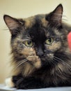 Cute tortie cat portrait Royalty Free Stock Photo