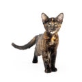 Cute tortie kitten standing on white Royalty Free Stock Photo