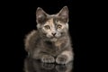 Gray Tortoise Kitten on Black Background