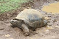 A cute turtle in mud, Black River Gorges natural park, Mauritius