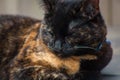 Beautiful Tortie Royalty Free Stock Photo